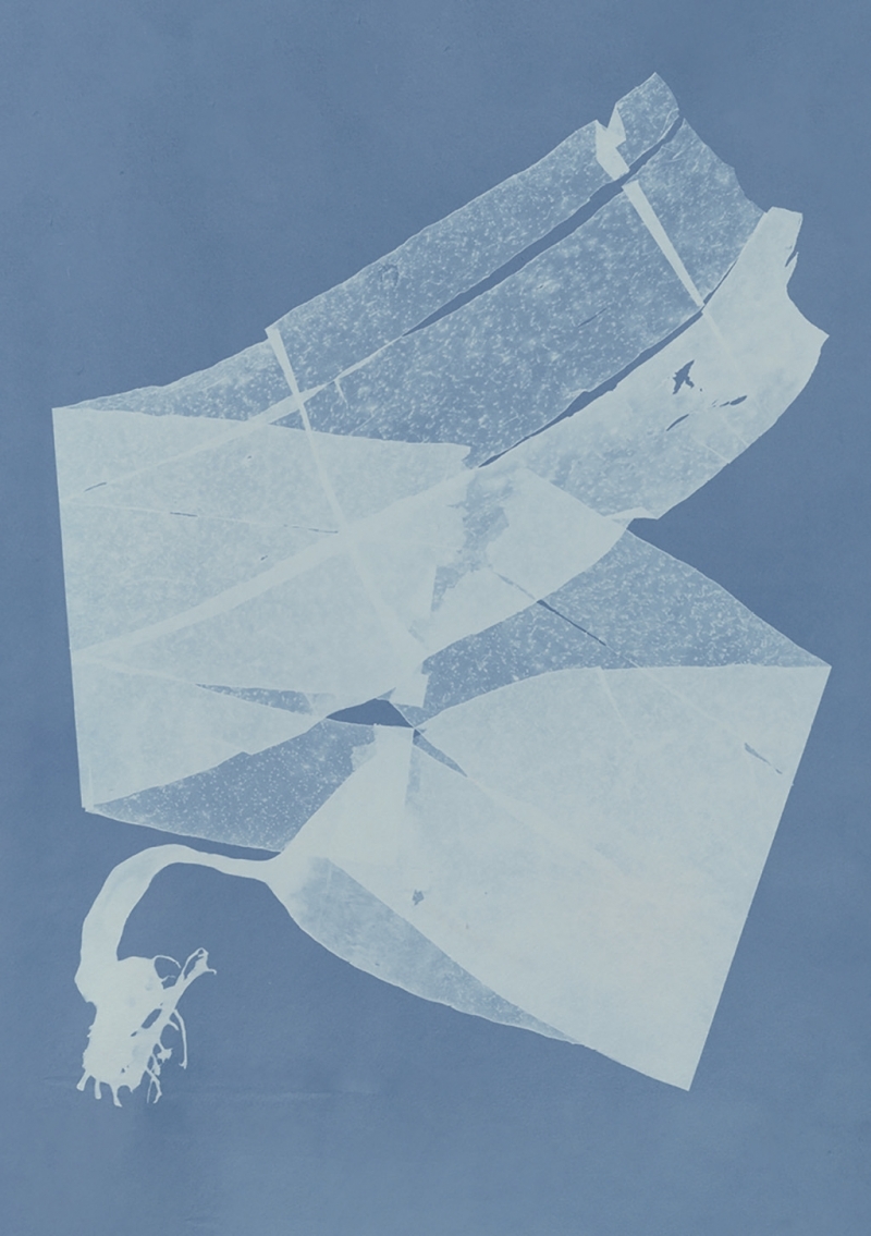 Carnet – Herbier des mers - Anna ATKINS - RELIEFS